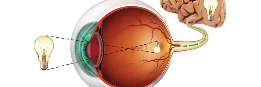 Anatomia dell’occhio – La retina