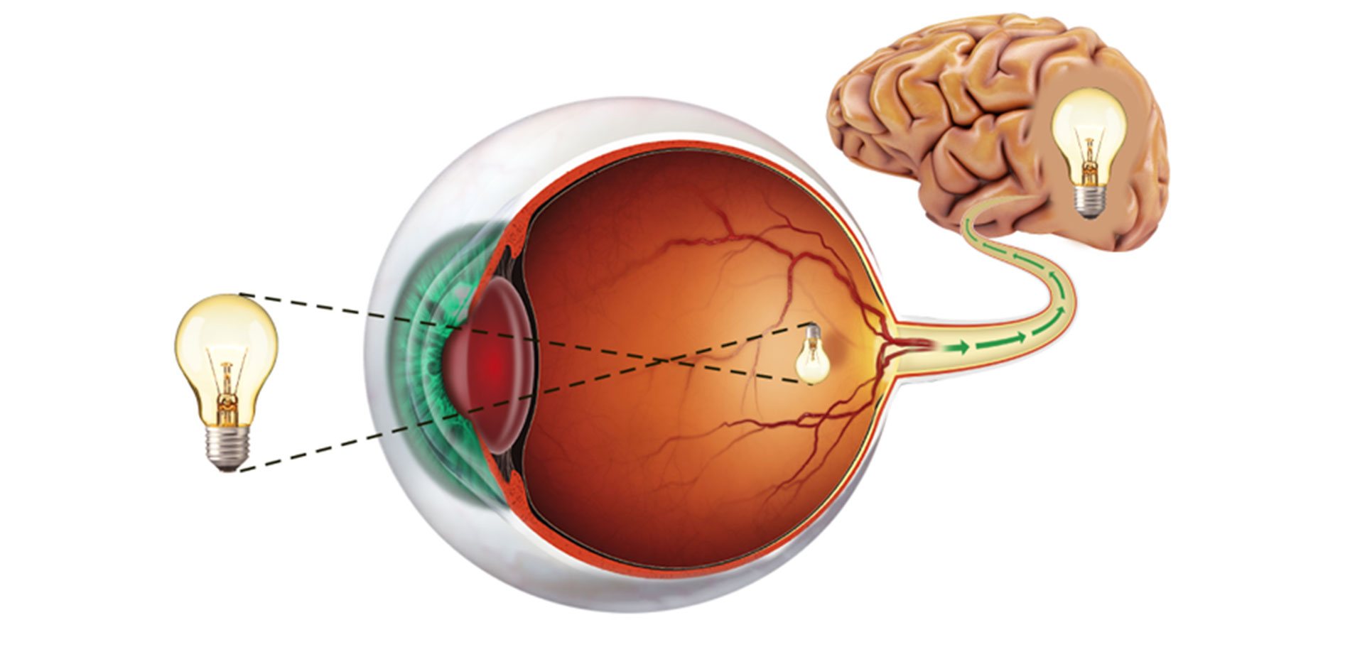 Anatomia dell’occhio – La retina